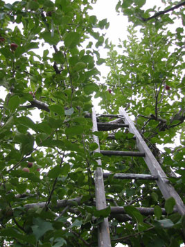 up the tree