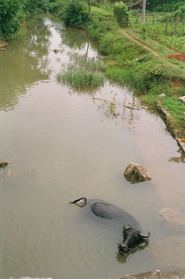 water buffalo