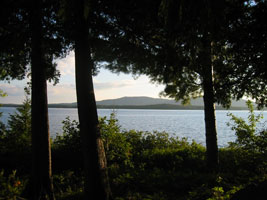 three trees